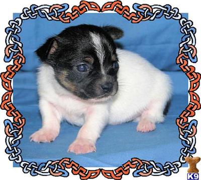 Puppies in KY